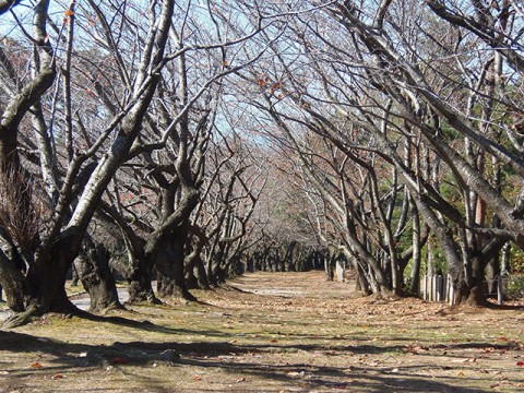 20141029_宮野山の様子